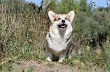 CORGI PEMBROKE 334